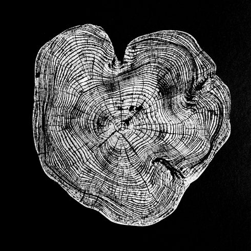 "Locust 55" Tree Print - Black Paper